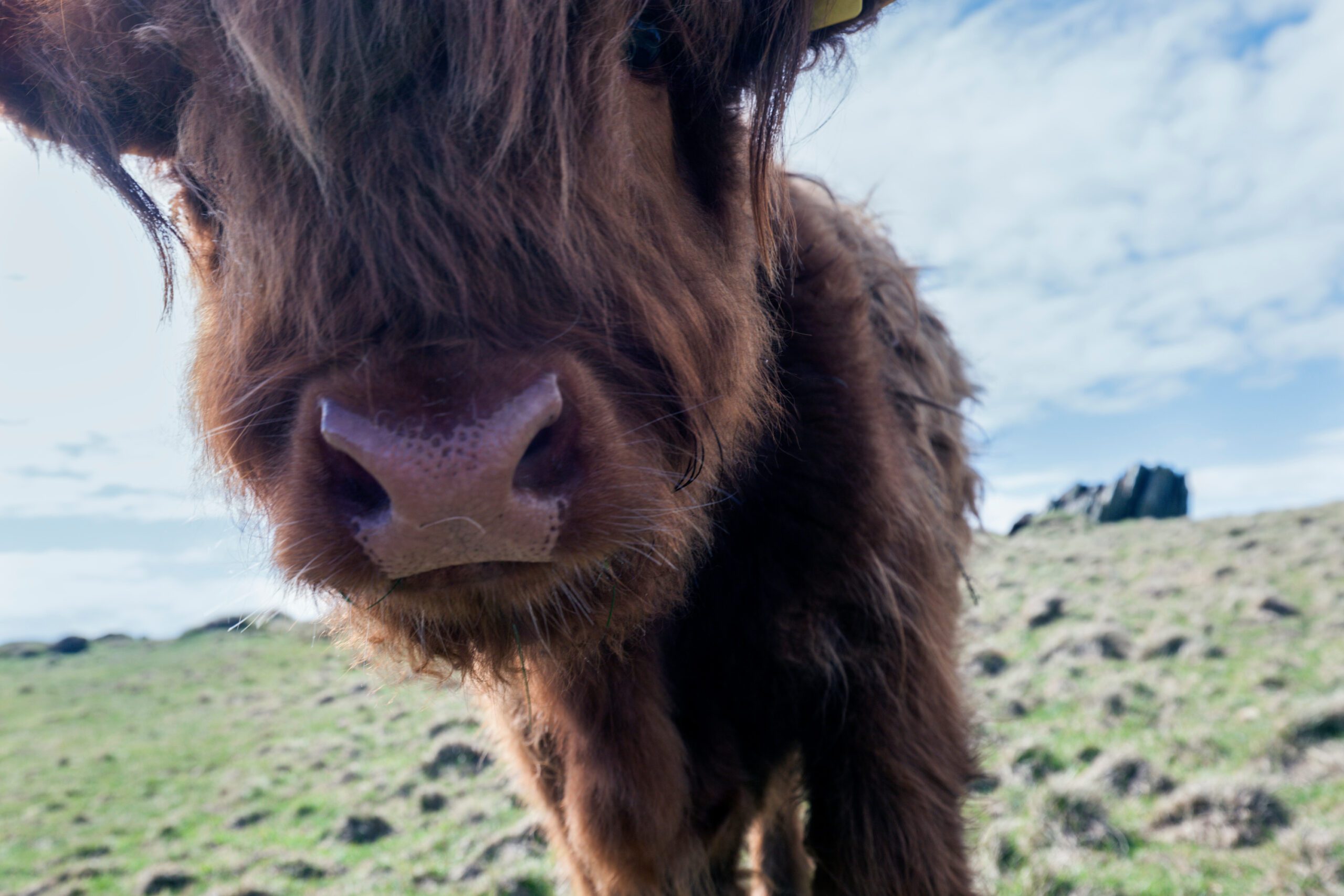 isle of man highland cow close up