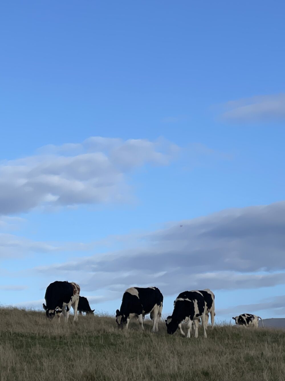 A serene scene of free-roaming, grass-fed Isle of Man cows grazing peacefully in a lush green field. The cows, with their natural brown and white coats, are surrounded by rolling hills and a clear sky, emphasizing their healthy, stress-free environment in a picturesque countryside setting.